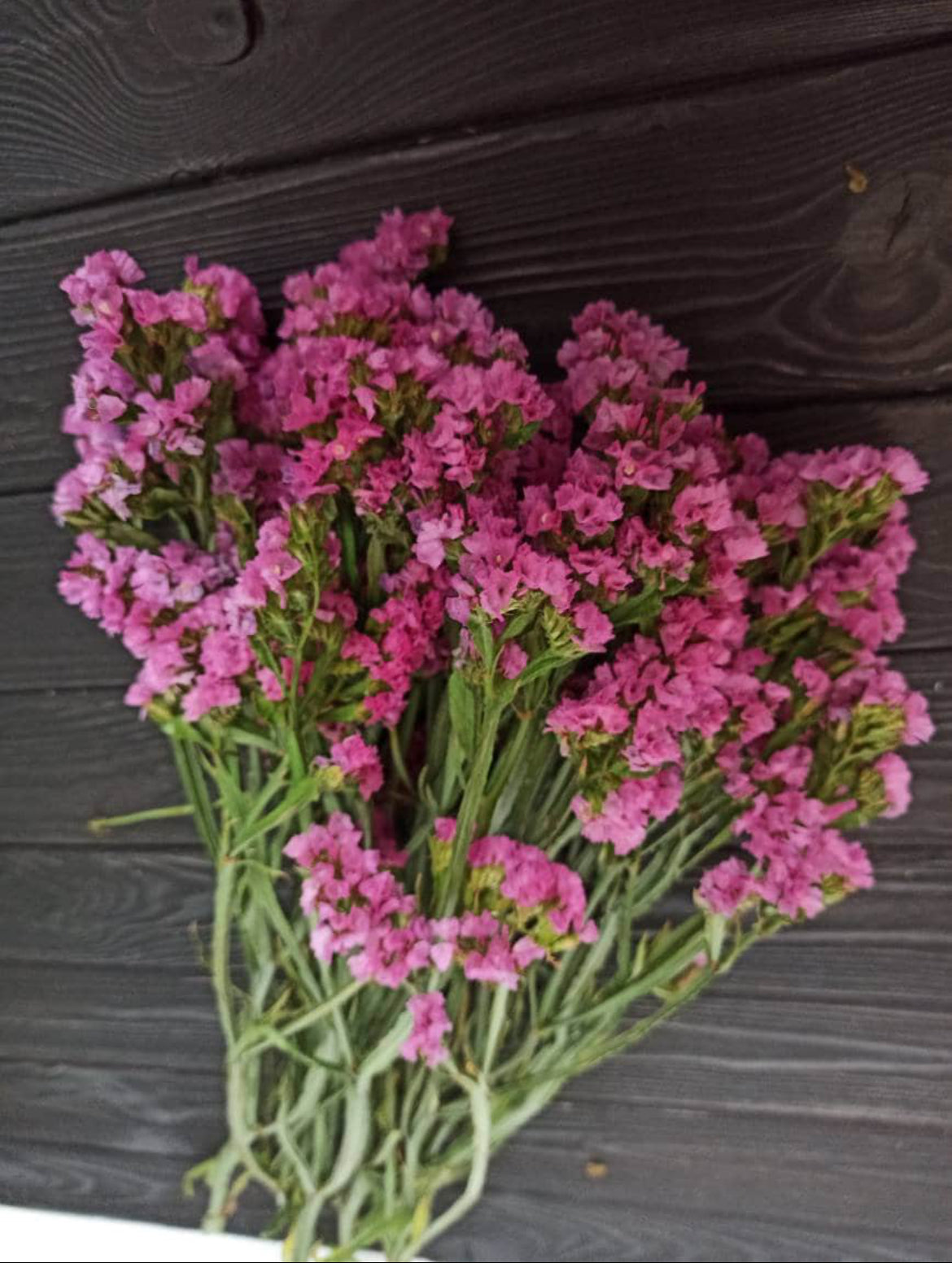 Pink dried statice