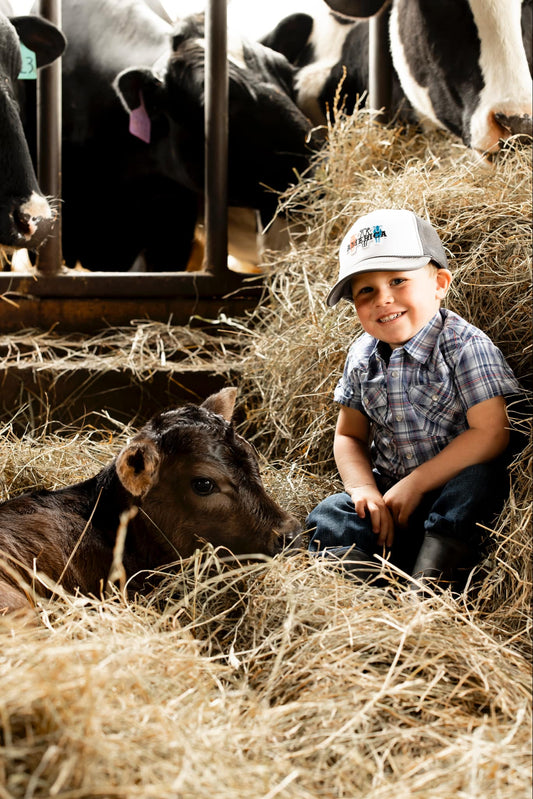 America cattle Youth trucker