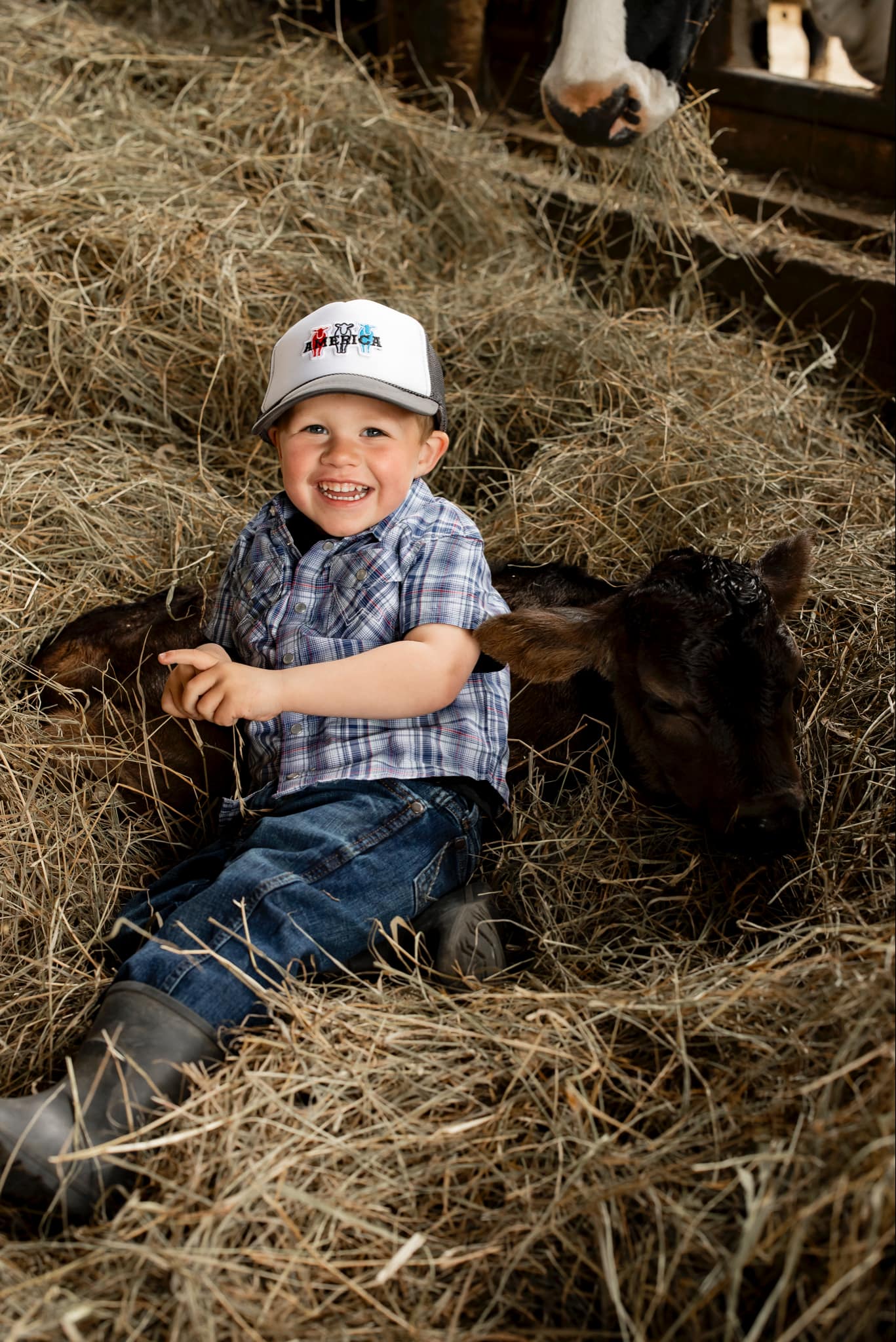 America cattle Youth trucker